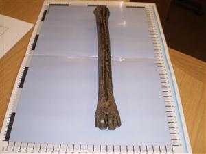 CEMEX_0281: Deer Metatarsus